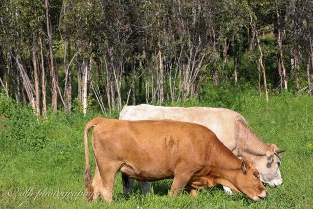 Half Beef Orders Available from Alaska Natural Foods